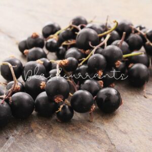 Blackcurrants are tiny berries with immense health benefits, especially for your eyes.