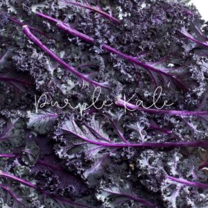 Purple kale, a vibrant leafy green that's as nutritious as it is eye-catching. 