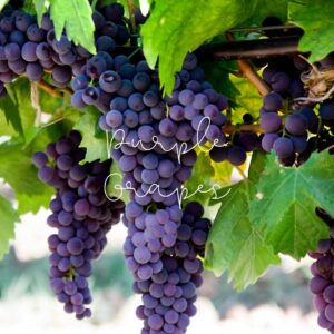 Purple grapes, a fruit that's as delightful to taste as it is beneficial for your health, especially when it comes to your eyes. 