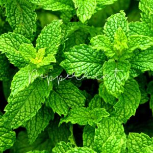 Peppermint’s refreshing aroma and cooling properties make it ideal for nerve-related issues.