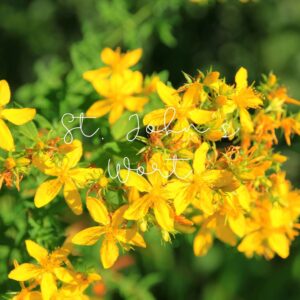 Best known for treating depression, St. John’s Wort is also effective for nerve pain.