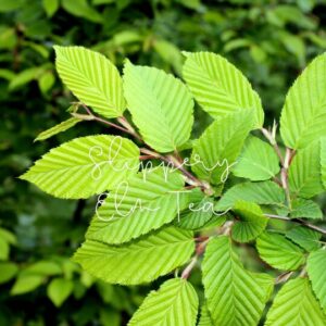 Slippery elm tea contains mucilage, a gel-like substance that coats and protects the esophagus and stomach lining.