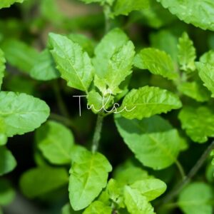 Holy basil, or tulsi, is an adaptogen that helps modulate immune responses.